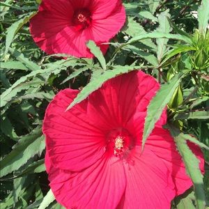 Meet your Posher, Peggy